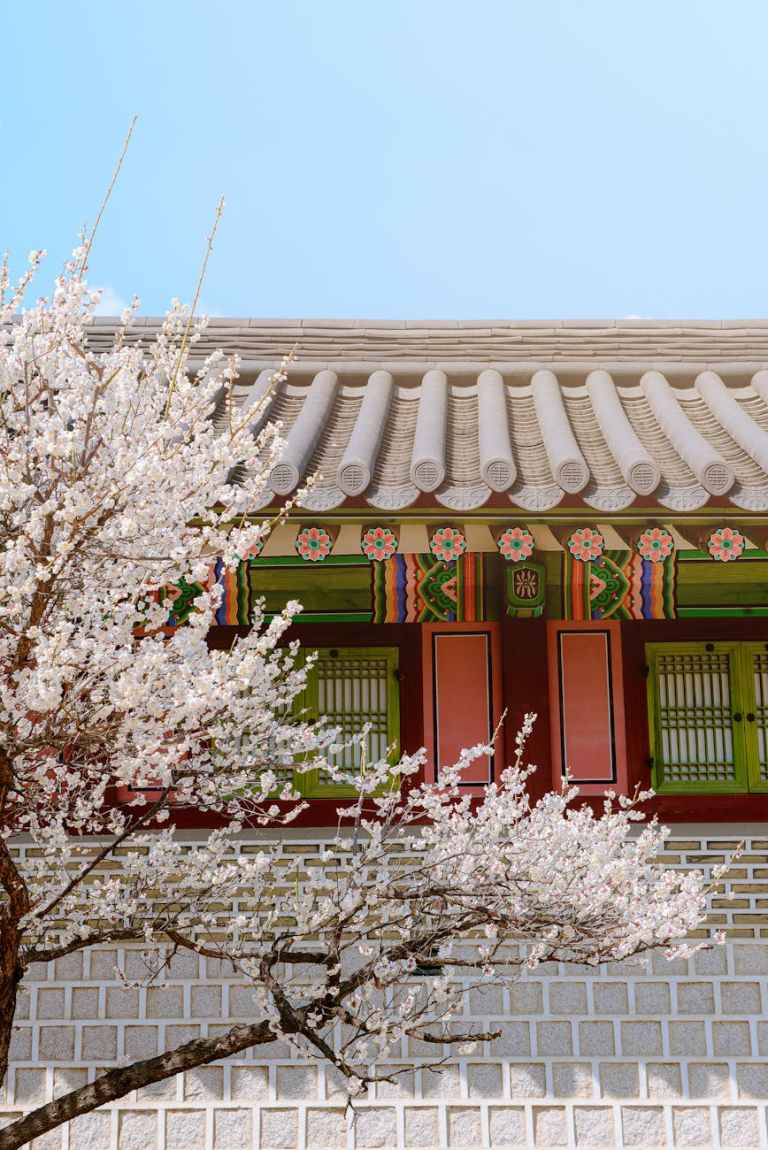 traditional korean architecture in spring blossoms
