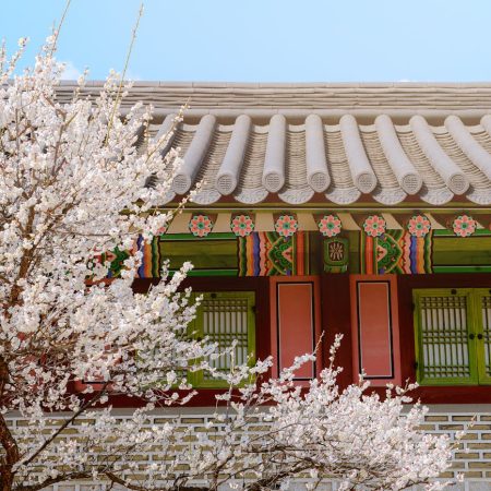traditional korean architecture in spring blossoms